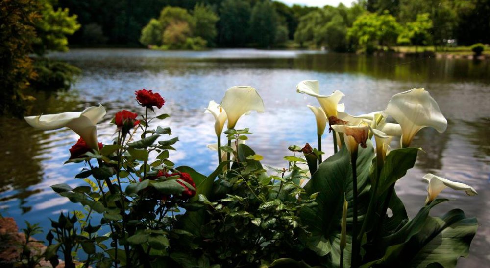 immagine slideshow