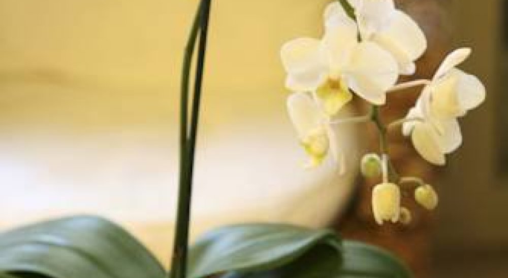 immagine slideshow